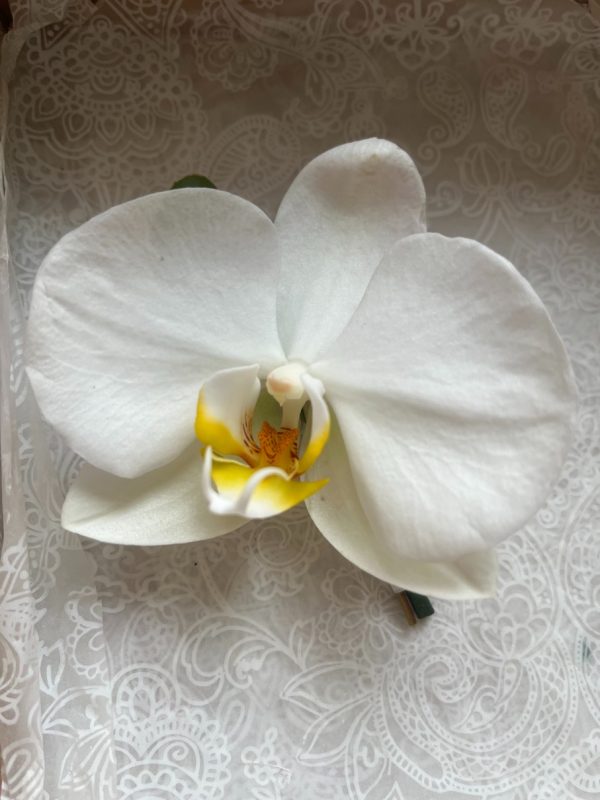 Buttonhole-with- orchid